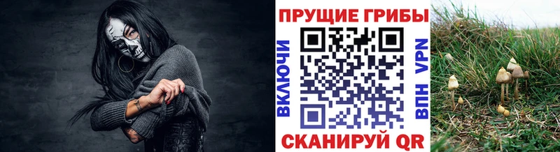 Псилоцибиновые грибы Cubensis  darknet какой сайт  Сычёвка  где купить наркоту 